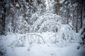 Shot of a beautiful snow-covered forest in a very cold and beautiful winterday Royalty Free Stock Photo