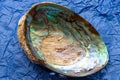 A Shot Of A Beautiful Specimen Of Natural Paua Abalone Shell Showing Inside Pearly Texture Royalty Free Stock Photo