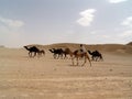 Camel herder leading camels through Saudi Arabian desert Royalty Free Stock Photo