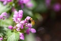 Shot of a bee crawling on a purple flower on a blurred background Royalty Free Stock Photo