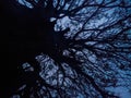Shot from below the tree after a stomy day Royalty Free Stock Photo