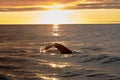 Shot of a big fish swimming in the ocean during sunset Royalty Free Stock Photo