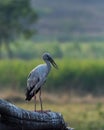 Aisan Openbill Stork Shot on Nikon d7200 Royalty Free Stock Photo