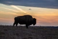 Bison or buffalo silhouette against dramatic sunset Royalty Free Stock Photo