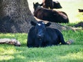 Shot of a black cow lying on the ground Royalty Free Stock Photo