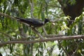 Black crow with food in its beak