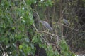 Black crowned night heron bird Royalty Free Stock Photo