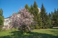 Shot of blooming apple tree crown with pink flowers
