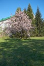 Shot of blooming apple tree crown with pink flowers