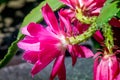 Macro shot of a pink cactus blossom Royalty Free Stock Photo