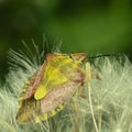 Bright multi-colored bug on a dandelion Royalty Free Stock Photo