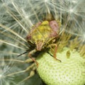 Bright multi-colored bug on a dandelion Royalty Free Stock Photo
