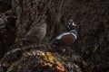 Shot of brown and colorful harlequin ducks looking aside in front of a tree
