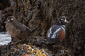 Shot of brown and colorful harlequin ducks standing back to back in front of a tree