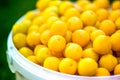 A shot of a bucket of freshly picked ripe yellow, small plums