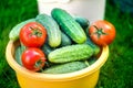 Freshly picked red ripe tomatoes and cucumbers Royalty Free Stock Photo