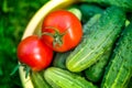 Freshly picked red ripe tomatoes and cucumbers Royalty Free Stock Photo