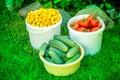 Shot of buckets of freshly picked ripe red tomatoes, cucumbers and small yellow plums Royalty Free Stock Photo