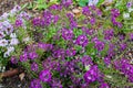 A bush filled with tiny purple flowers surrounded by green leaves Royalty Free Stock Photo