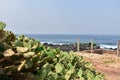 Shot of a cactus on the Yoff beach in Senegal, Africa