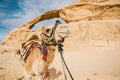 Shot of a camel with the sleeping bedouin on a hump in the desert in Jordan