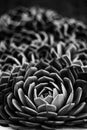 Succulent in black and white Royalty Free Stock Photo