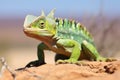 a shot of a chameleon changing its color on desert vegetation