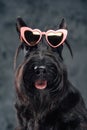 Panting fashion doggy with sunglasses against dark background Royalty Free Stock Photo