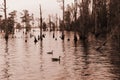 Chowan River With Geese Swimming Royalty Free Stock Photo