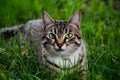 shot Close up of cat with green eyes lying in grass Royalty Free Stock Photo