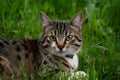 shot Close up of cat with green eyes lying in grass Royalty Free Stock Photo