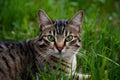 shot Close up of cat with green eyes lying in grass Royalty Free Stock Photo