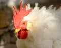 Close up rooster portrait. Domestic rooster