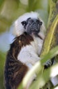 Shot of the Cotton top Tamarin monkey sitting on a tree Royalty Free Stock Photo
