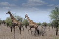 Couple of giraffes