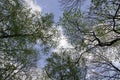 A shot of the crowns of trees in a city park. View from the bottom up.