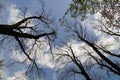 A shot of the crowns of trees in a city park. View from the bottom up.