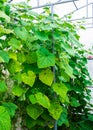 Shot of cucumber plants growing inside a greenhouse Royalty Free Stock Photo