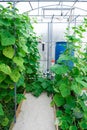 Shot of cucumber plants growing inside a greenhouse Royalty Free Stock Photo