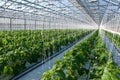 Cucumber plants Royalty Free Stock Photo