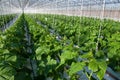 Cucumber plants Royalty Free Stock Photo