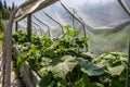 Shot of cucumber plants growing Royalty Free Stock Photo