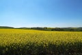 Shot of cultivated colorful raps field in Germany Royalty Free Stock Photo