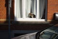 Shot of a cute beagle harrier dog looking out the window Royalty Free Stock Photo