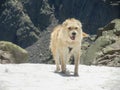 Shot of a cute dog in the mountains Royalty Free Stock Photo