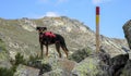 Shot of a cute dog standing in the mountains Royalty Free Stock Photo