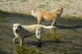 Shot of cute dogs in a river Royalty Free Stock Photo