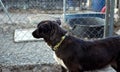 Shot of a cute half-breed black dog