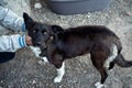 Shot of a cute half-breed black dog