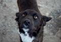 Shot of a cute half-breed black dog